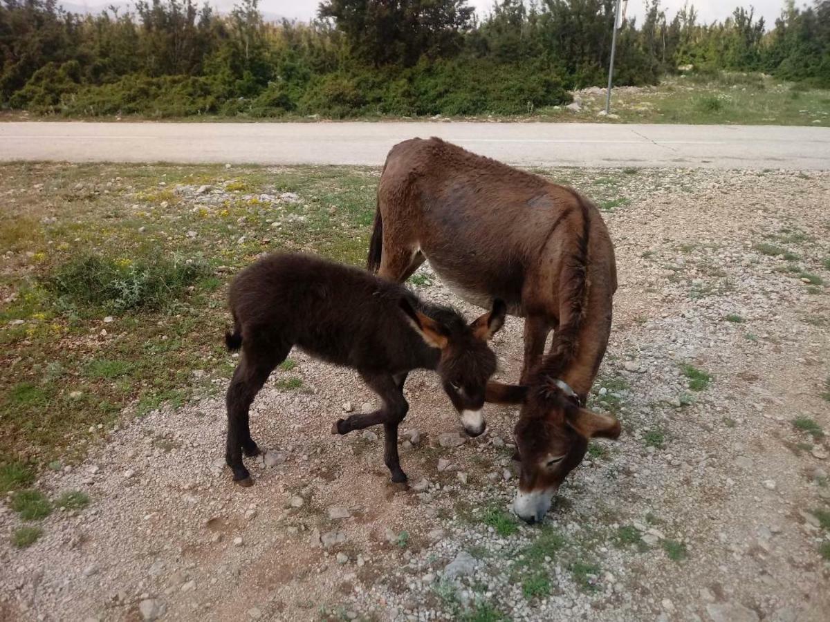 Kuca Za Odmor Dolovi Hotel Golubic  Luaran gambar